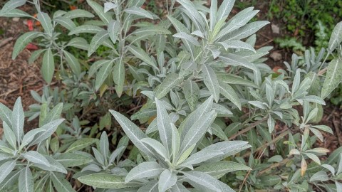 perrinnial herbs and veg